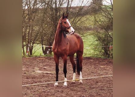 Koń westfalski, Wałach, 3 lat, 175 cm, Gniada