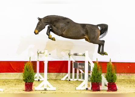 Koń westfalski, Wałach, 4 lat, 162 cm, Ciemnogniada