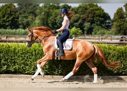 Koń westfalski, Wałach, 4 lat, 164 cm, Kasztanowata