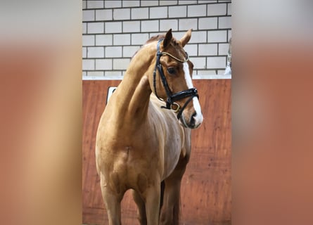 Koń westfalski, Wałach, 4 lat, 168 cm, Kasztanowata