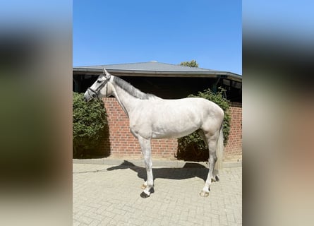 Koń westfalski, Wałach, 4 lat, 168 cm, Siwa
