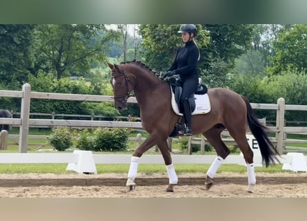 Koń westfalski, Wałach, 4 lat, 169 cm, Kasztanowata