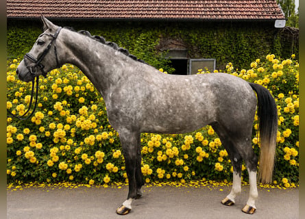 Koń westfalski, Wałach, 4 lat, 169 cm, Siwa