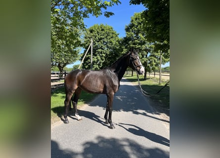 Koń westfalski, Wałach, 4 lat, 170 cm, Ciemnogniada