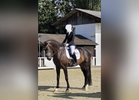 Koń westfalski, Wałach, 4 lat, 170 cm, Ciemnogniada
