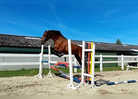Koń westfalski, Wałach, 4 lat, 170 cm, Gniada