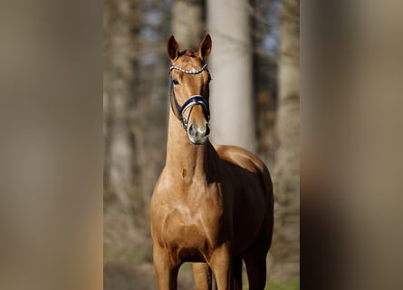 Koń westfalski, Wałach, 4 lat, 170 cm, Kasztanowata