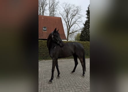 Koń westfalski, Wałach, 4 lat, 170 cm, Skarogniada