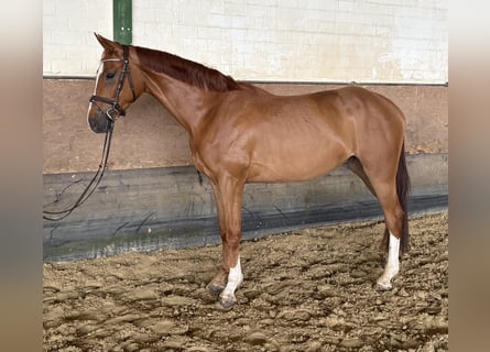 Koń westfalski, Wałach, 4 lat, 171 cm, Kasztanowata