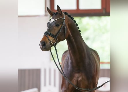 Koń westfalski, Wałach, 4 lat, 172 cm, Ciemnogniada