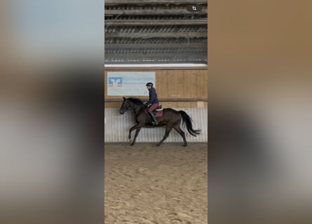 Koń westfalski, Wałach, 5 lat, 163 cm, Ciemnogniada