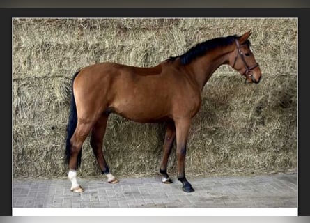 Koń westfalski, Wałach, 5 lat, 163 cm, Gniada