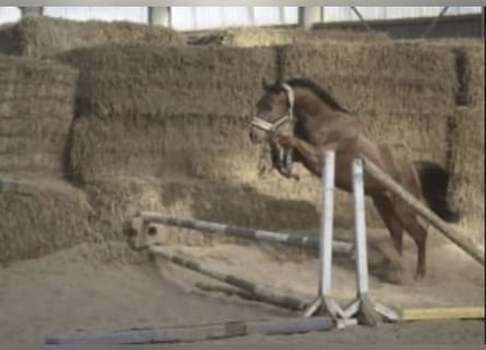 Koń westfalski, Wałach, 5 lat, 165 cm, Cisawa
