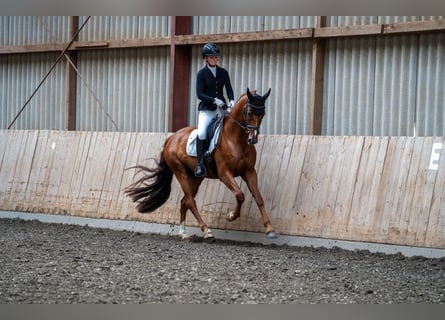 Koń westfalski, Wałach, 5 lat, 167 cm, Ciemnokasztanowata
