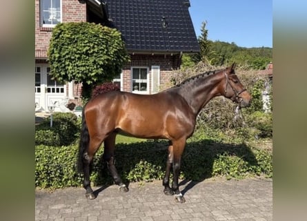 Koń westfalski, Wałach, 5 lat, 167 cm, Gniada