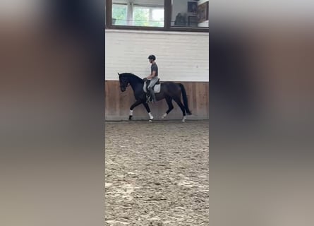 Koń westfalski, Wałach, 5 lat, 168 cm, Gniada