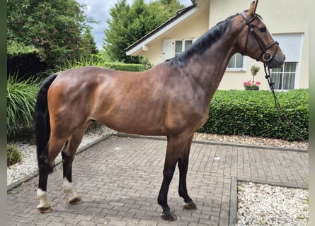 Koń westfalski, Wałach, 5 lat, 168 cm, Gniada