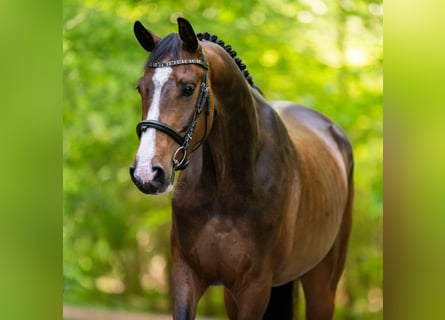 Koń westfalski, Wałach, 5 lat, 168 cm, Gniada
