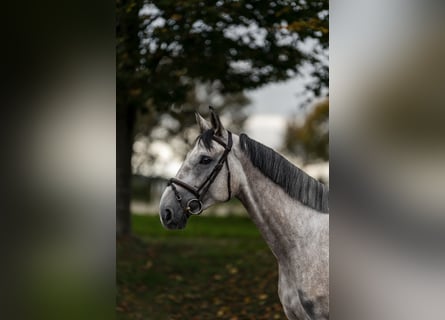 Koń westfalski, Wałach, 5 lat, 169 cm, Siwa