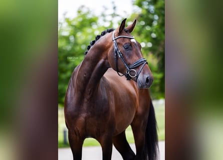 Koń westfalski, Wałach, 5 lat, 170 cm, Ciemnogniada