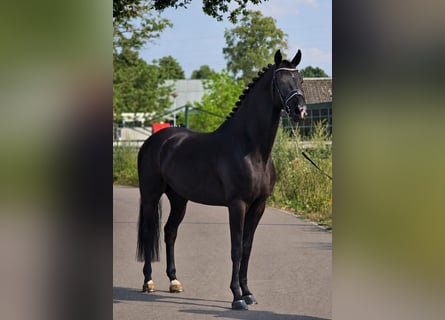 Koń westfalski, Wałach, 5 lat, 170 cm, Kara
