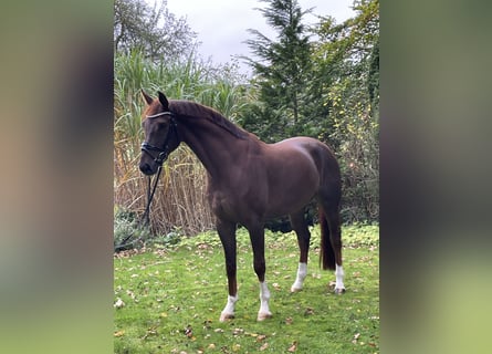 Koń westfalski, Wałach, 5 lat, 170 cm, Kasztanowata