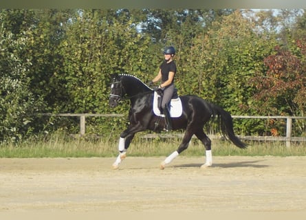 Koń westfalski, Wałach, 5 lat, 171 cm, Kara
