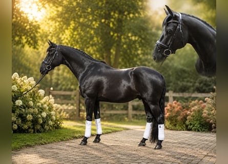 Koń westfalski, Wałach, 5 lat, 172 cm, Kara