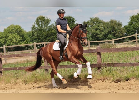 Koń westfalski, Wałach, 5 lat, 173 cm, Kasztanowata