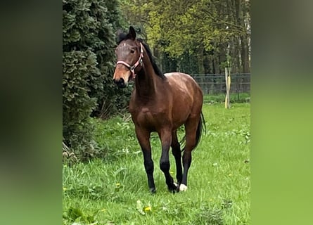 Koń westfalski, Wałach, 5 lat, 175 cm, Gniada