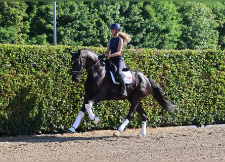 Koń westfalski, Wałach, 5 lat, 175 cm, Skarogniada