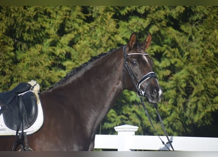 Koń westfalski, Wałach, 5 lat, 177 cm, Ciemnokasztanowata