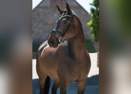 Koń westfalski, Wałach, 6 lat, 165 cm, Ciemnogniada