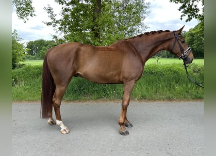 Koń westfalski, Wałach, 6 lat, 166 cm, Ciemnokasztanowata