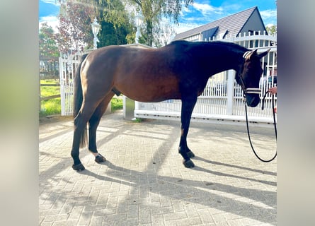 Koń westfalski, Wałach, 6 lat, 167 cm, Gniada