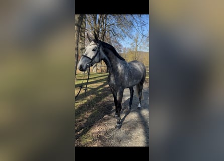 Koń westfalski, Wałach, 6 lat, 168 cm, Siwa