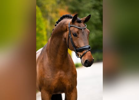 Koń westfalski, Wałach, 6 lat, 169 cm, Gniada