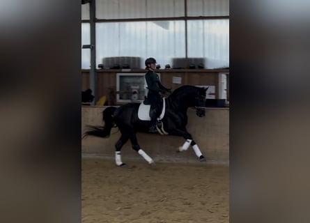 Koń westfalski, Wałach, 6 lat, 169 cm, Kara