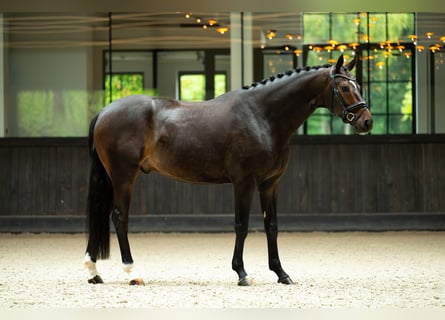 Koń westfalski, Wałach, 6 lat, 170 cm, Gniada