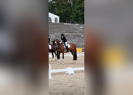 Koń westfalski, Wałach, 6 lat, 170 cm, Gniada
