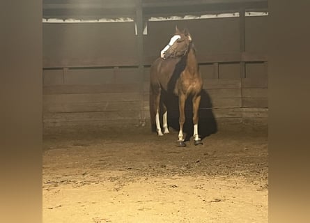 Koń westfalski, Wałach, 6 lat, 170 cm, Kasztanowata
