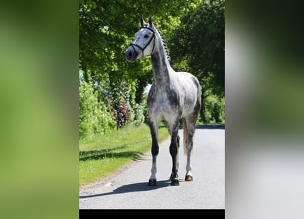 Koń westfalski, Wałach, 6 lat, 170 cm, Siwa