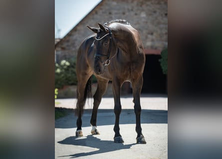 Koń westfalski, Wałach, 6 lat, 172 cm, Ciemnogniada