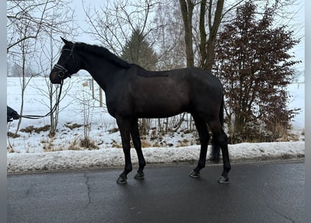 Koń westfalski, Wałach, 6 lat, 174 cm, Kara