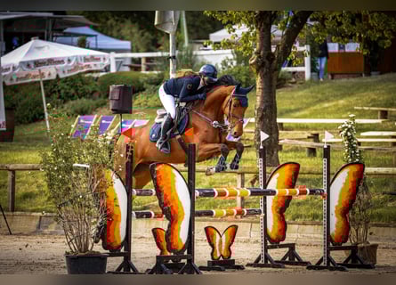 Koń westfalski, Wałach, 6 lat, 175 cm, Gniada
