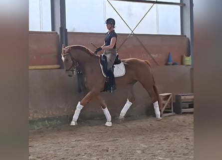 Koń westfalski, Wałach, 6 lat, 178 cm, Kasztanowata