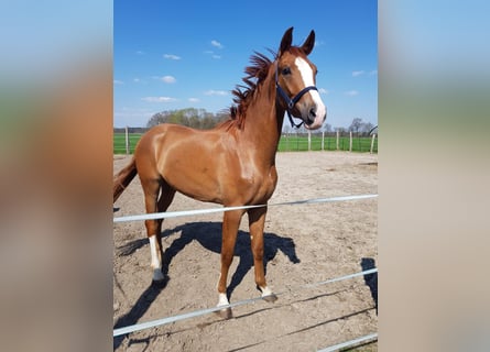 Koń westfalski, Wałach, 6 lat, 183 cm, Kasztanowata