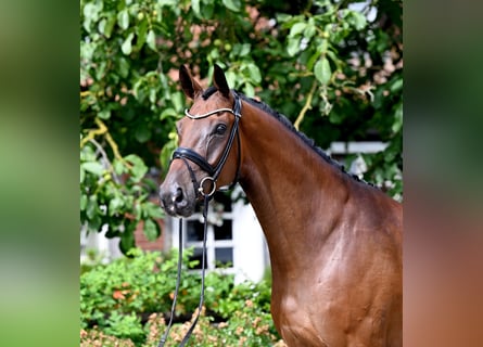 Koń westfalski, Wałach, 6 lat, Gniada