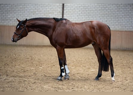 Koń westfalski, Wałach, 7 lat, 166 cm, Gniada