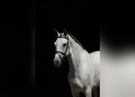 Koń westfalski, Wałach, 7 lat, 168 cm, Siwa